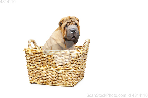 Image of beautiful shar pei puppy in basket