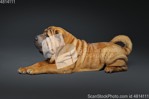 Image of beautiful shar pei puppy