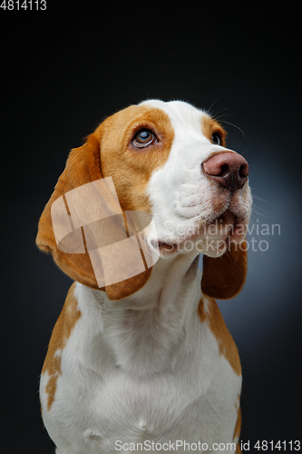 Image of beautiful beagle dog