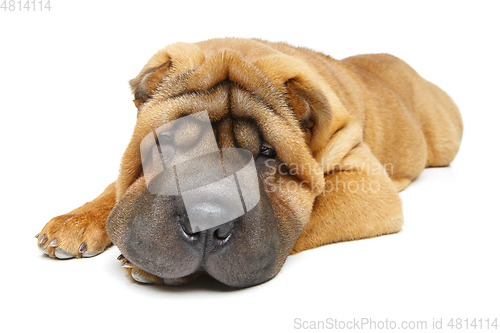 Image of beautiful shar pei puppy