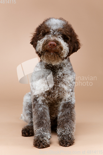 Image of beautiful brown fluffy puppy