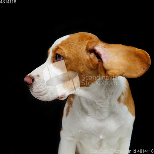 Image of beautiful beagle dog