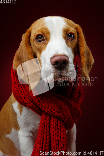 Image of beautiful beagle dog