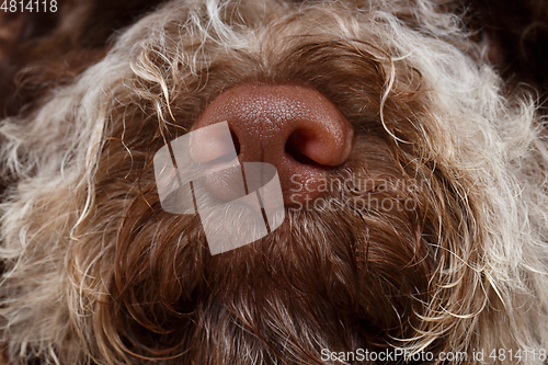Image of beautiful brown fluffy puppy