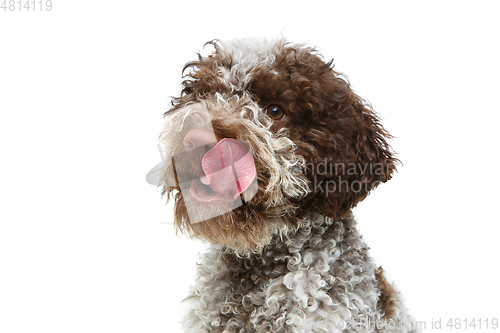 Image of beautiful brown fluffy puppy