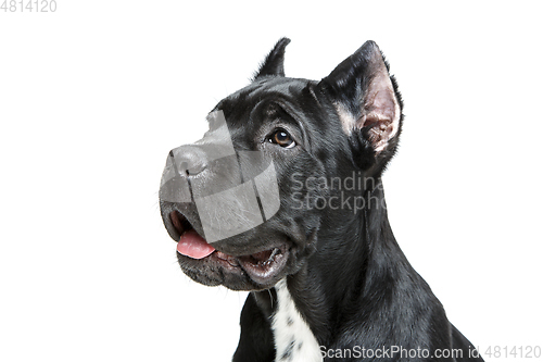 Image of beautiful cane corso puppy