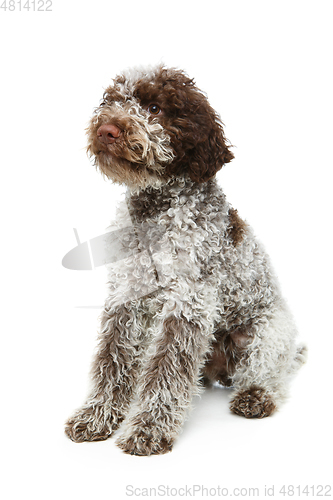 Image of beautiful brown fluffy puppy