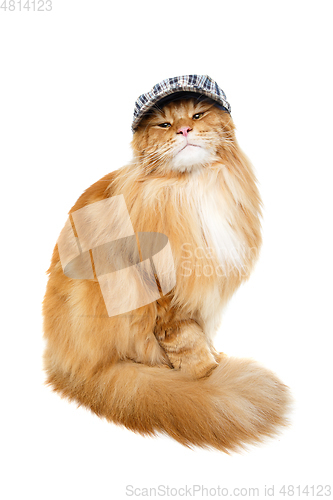 Image of beautiful maine coon cat in hat