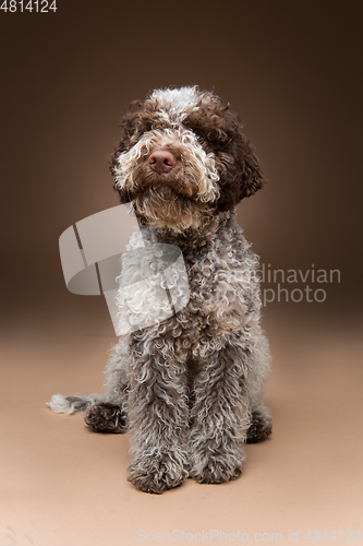 Image of beautiful brown fluffy puppy