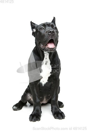 Image of beautiful cane corso puppy