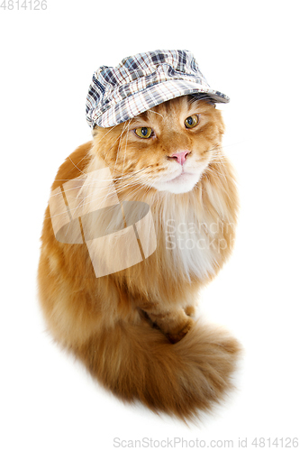 Image of beautiful maine coon cat in hat