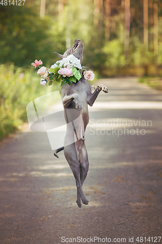 Image of thai ridgeback dog in flower wreath