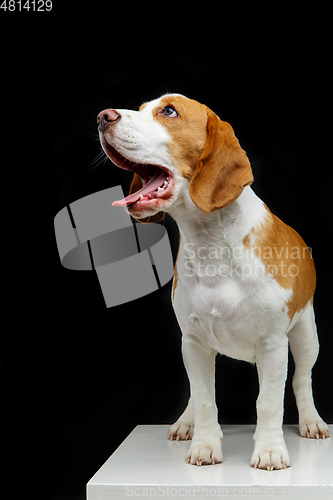 Image of beautiful beagle dog