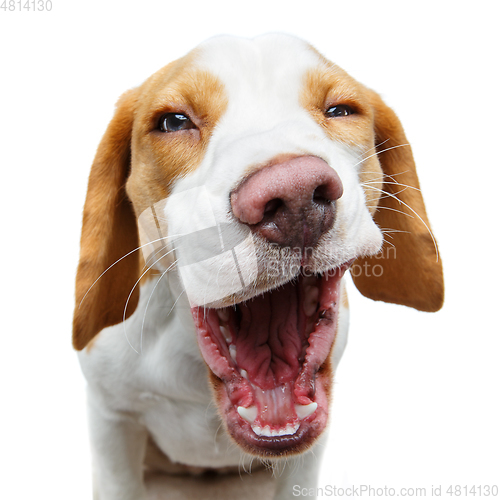 Image of funny beautiful beagle dog