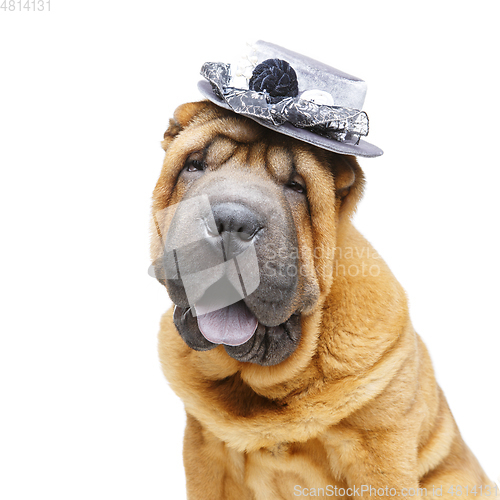 Image of beautiful shar pei puppy in hat