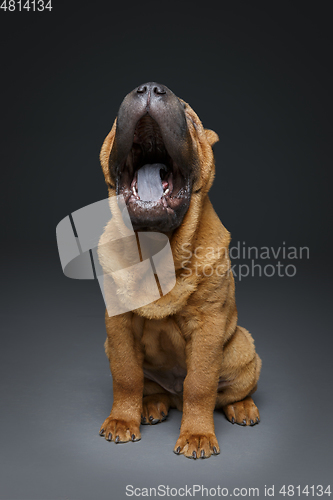 Image of beautiful shar pei puppy