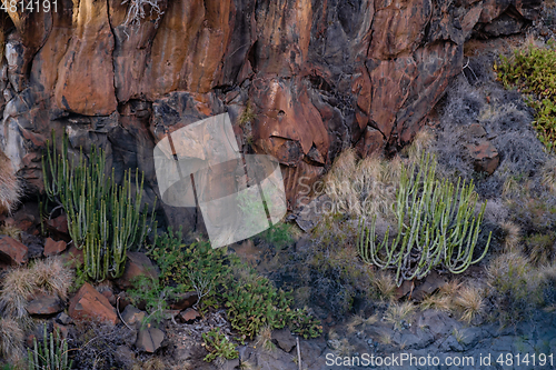 Image of cactus plants on tenerife island