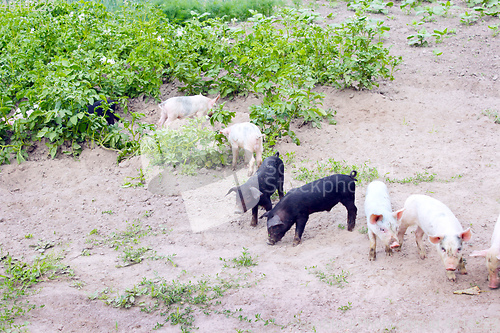 Image of pigs dig in the garden with potatoes