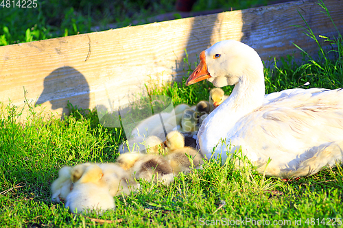 Image of young goslings with goose