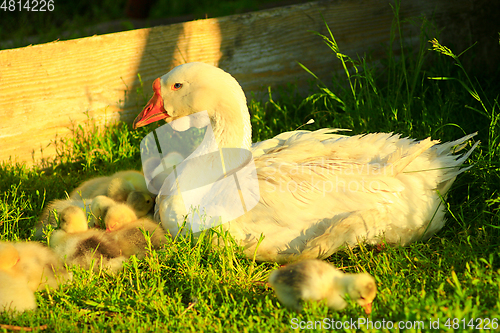 Image of young goslings with goose