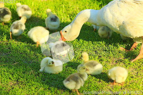 Image of young goslings with goose