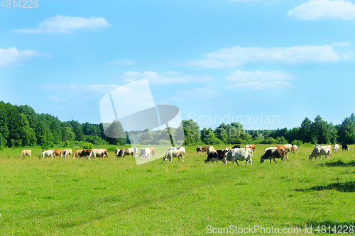 Image of Cows graze on a pasture near the forest