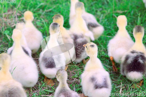 Image of brood of goslings on the grass