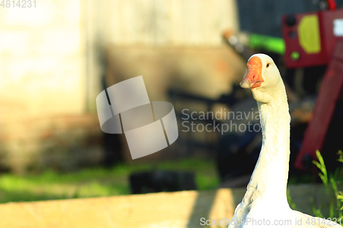 Image of white goose staring