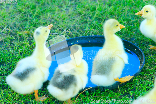 Image of brood of goslings drink water