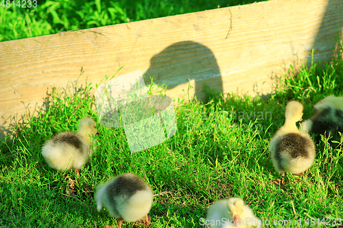 Image of shadow of goose that guards its goslings