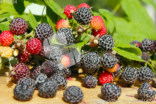 Image of black raspberry with a lot of ripe berries