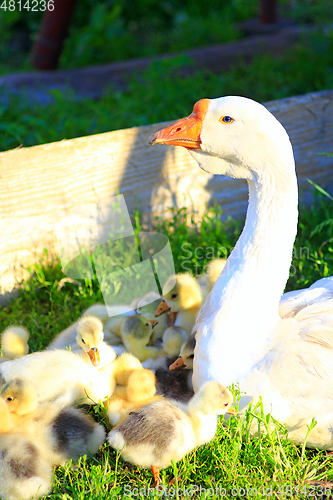 Image of young goslings with goose