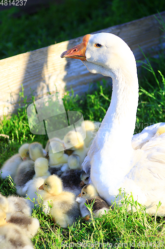 Image of young goslings with goose in t