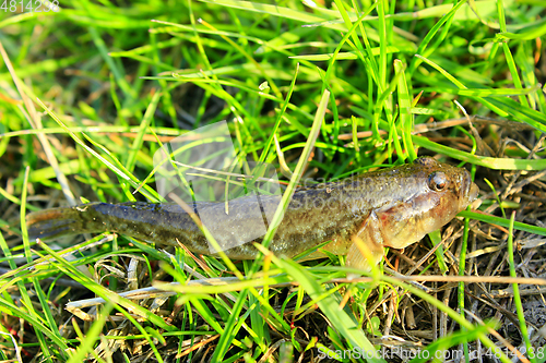 Image of Gobio gobio caught lies in the grass