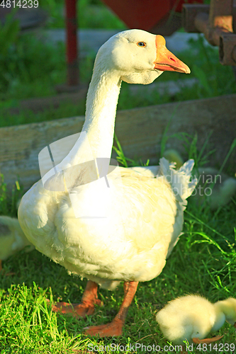 Image of young goslings with goose