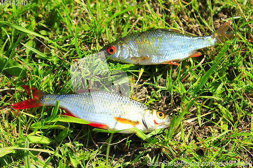 Image of two caught ruddes on the grass