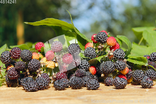 Image of black raspberry with a lot of ripe berries