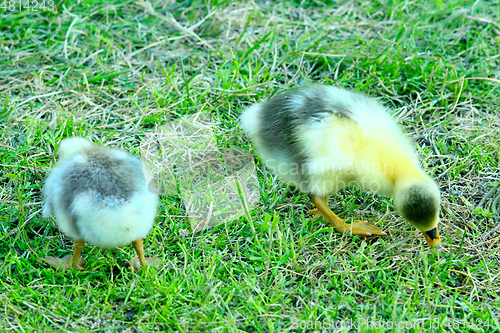 Image of goslings nibble the grass in the poultry-yard