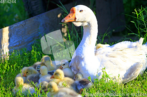 Image of young goslings with goose