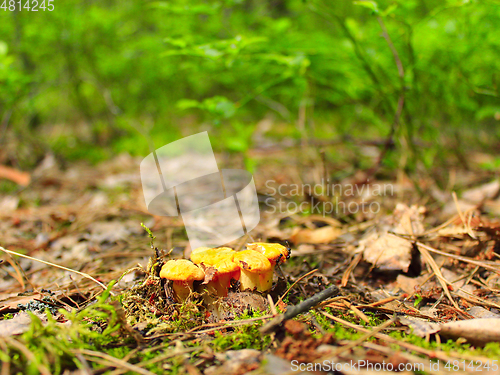 Image of small Chanterelle in the forest