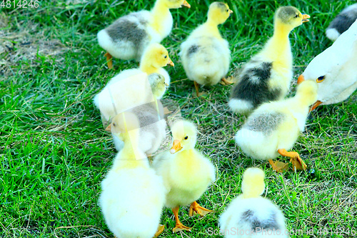 Image of brood of goslings on the grass