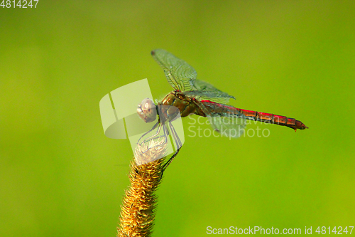 Image of dragonfly sitting on the spikelet