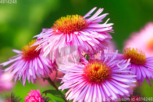 Image of red beautiful asters in the garden