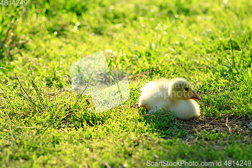 Image of gosling on the grass