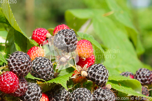 Image of black raspberry with a lot of ripe berries