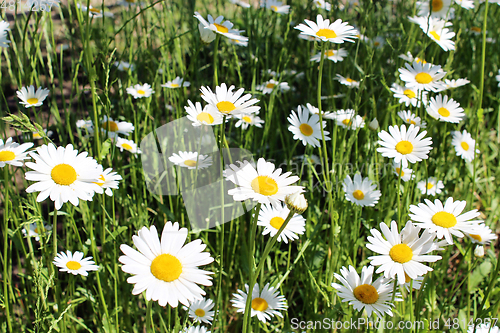 Image of white beautiful chamomiles