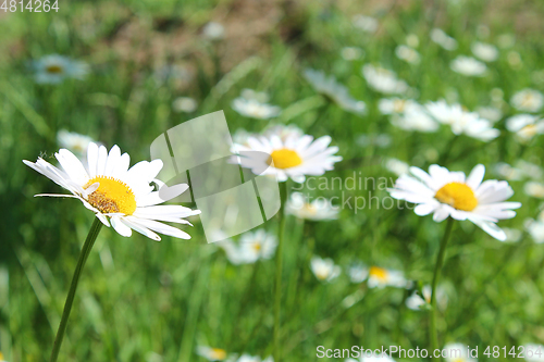 Image of white beautiful chamomiles