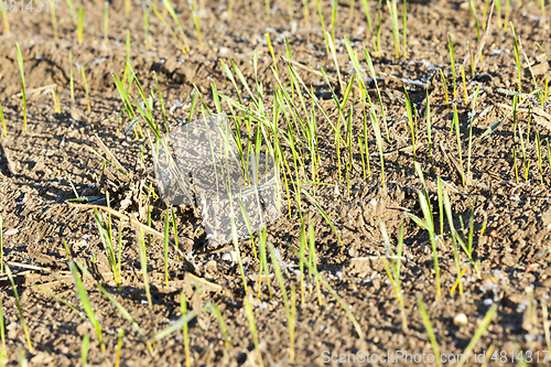 Image of stalk of wheat, frost