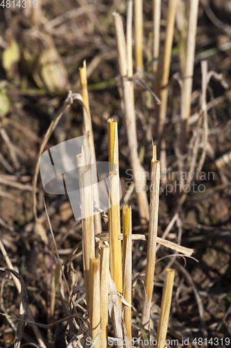 Image of straw in field