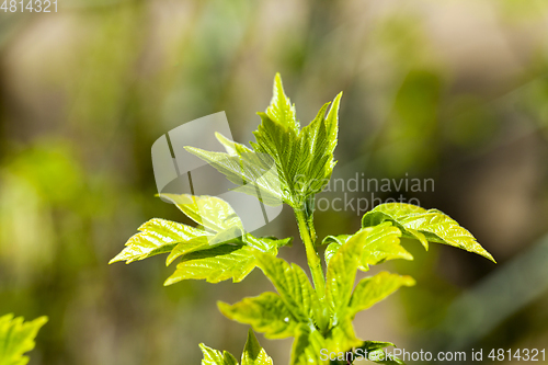 Image of Spring time of the year